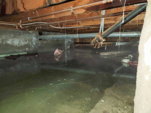 Best Water damage contractors near me  in Naco, AZ