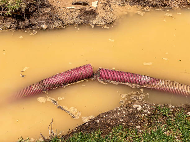 Best Water damage cleanup near me  in Naco, AZ